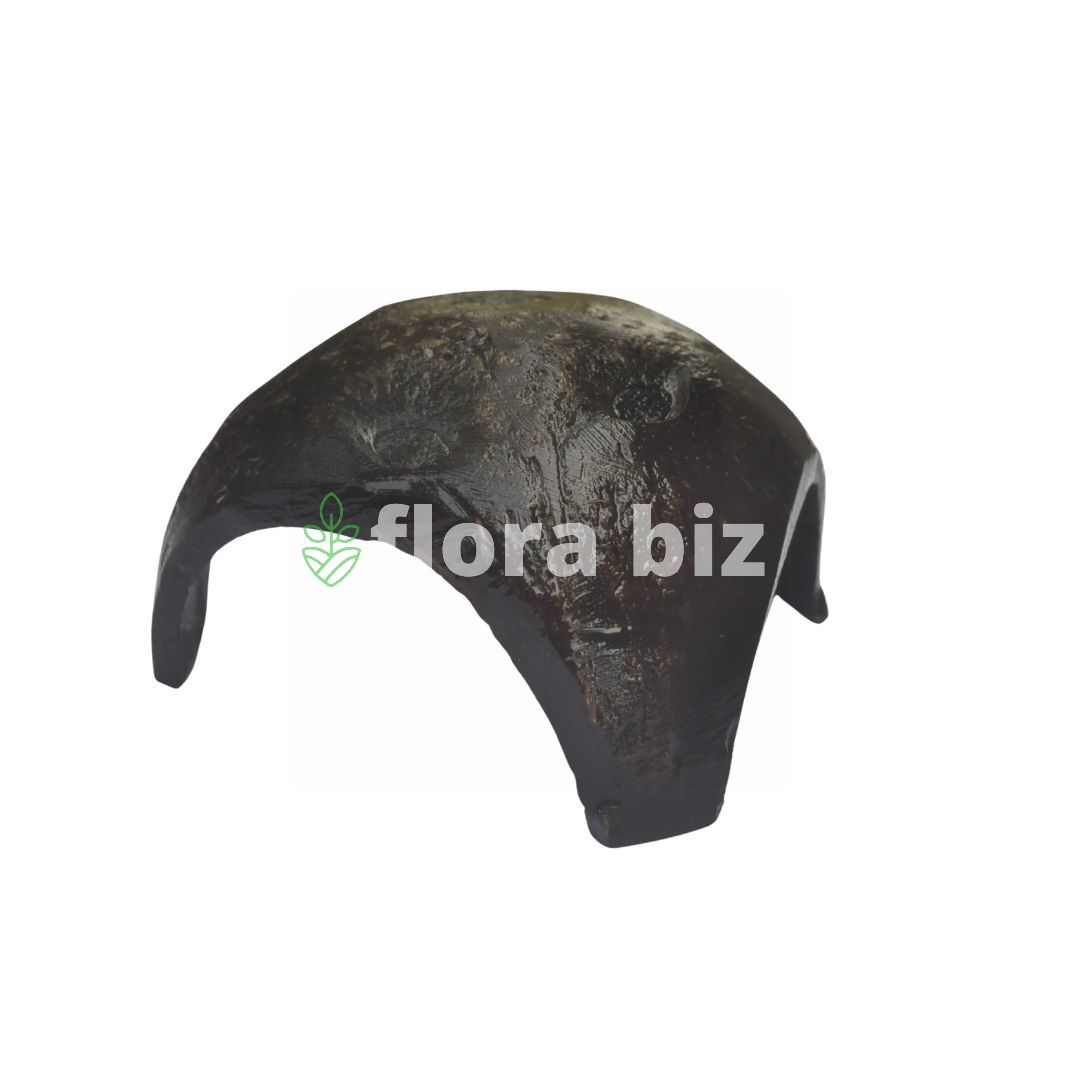 florabiz coco tri leg — natural coconut shell aquarium plant base florabiz coco tri leg — natural coconut shell aquarium plant base
