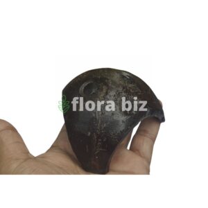 florabiz coco tri-leg coconut shell aquarium plant base unique tri-leg shape java moss anubias bucephalandra epiphyte planted tank