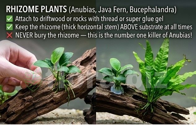rhizome plants