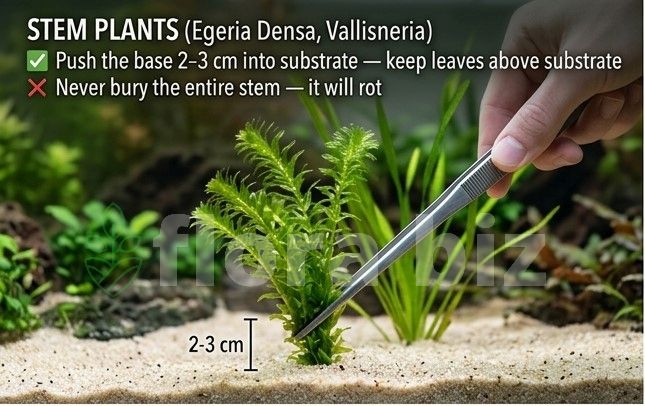 aquarium planting guide stem plants