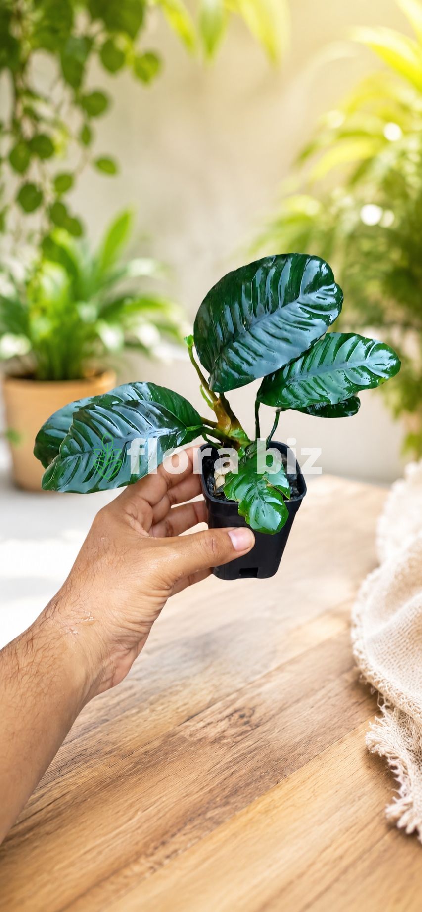 Anubias Coffeefolia with textured corrugated leaves