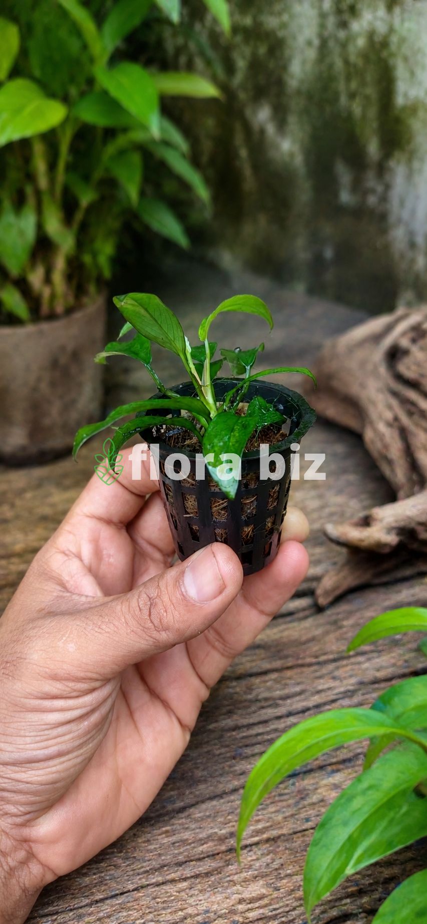 Long narrow leaves of Anubias Glabra in aquascape