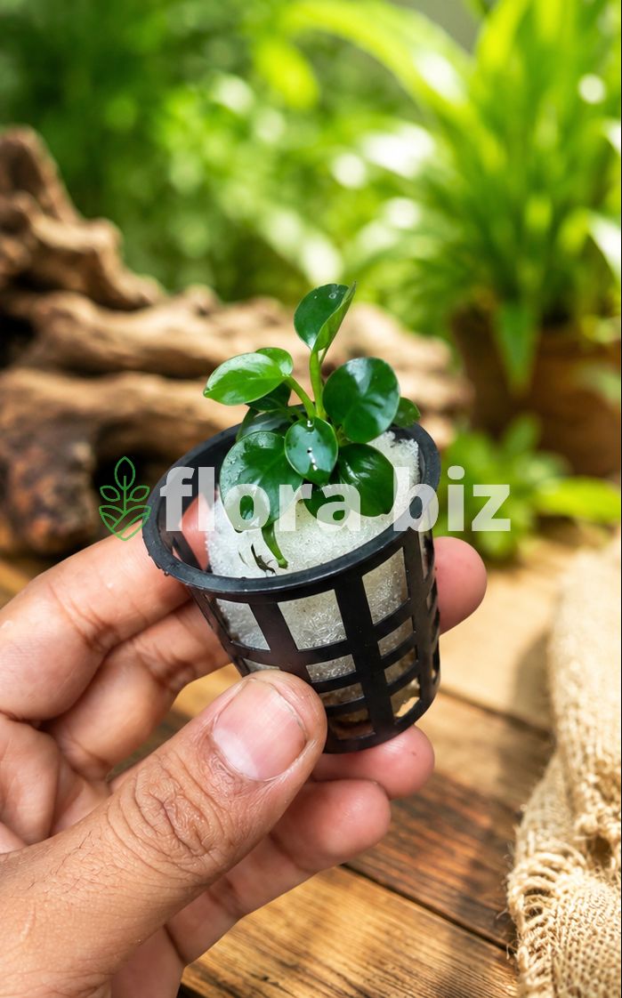 Anubias Nana attached to driftwood in planted aquarium