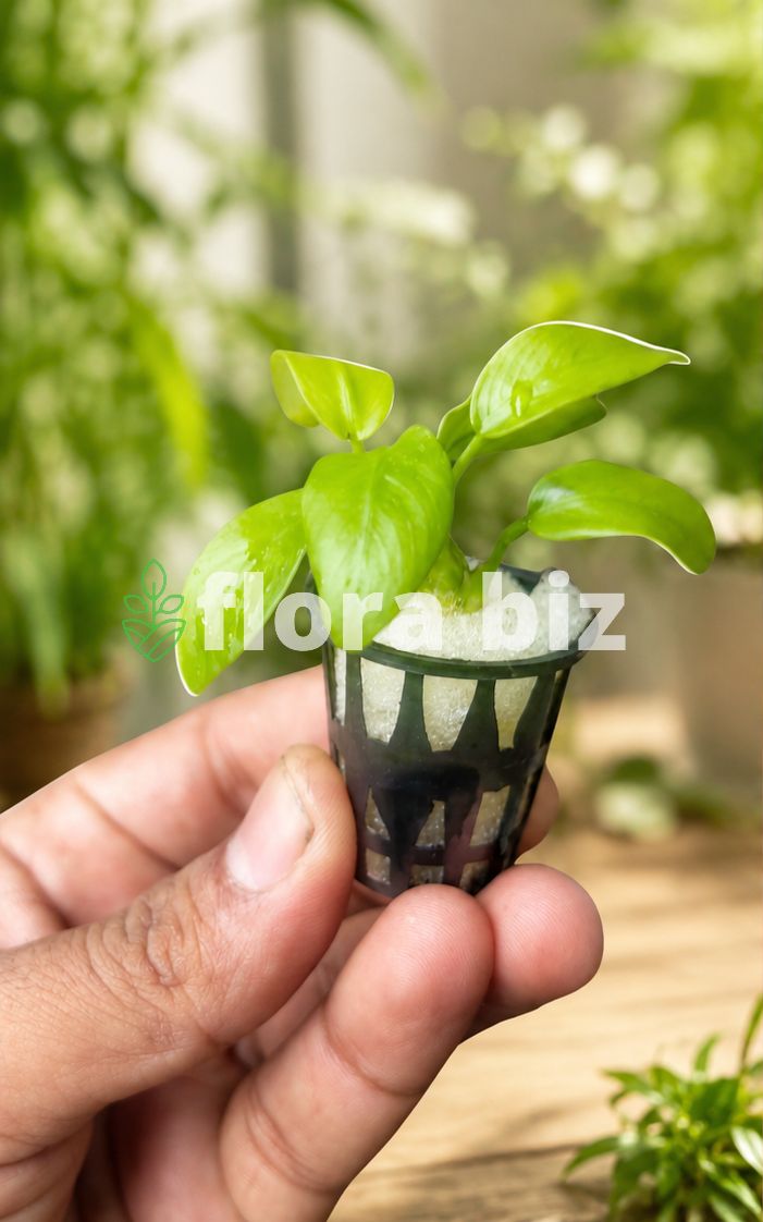 Golden green leaves of Anubias Nana Gold aquarium plant