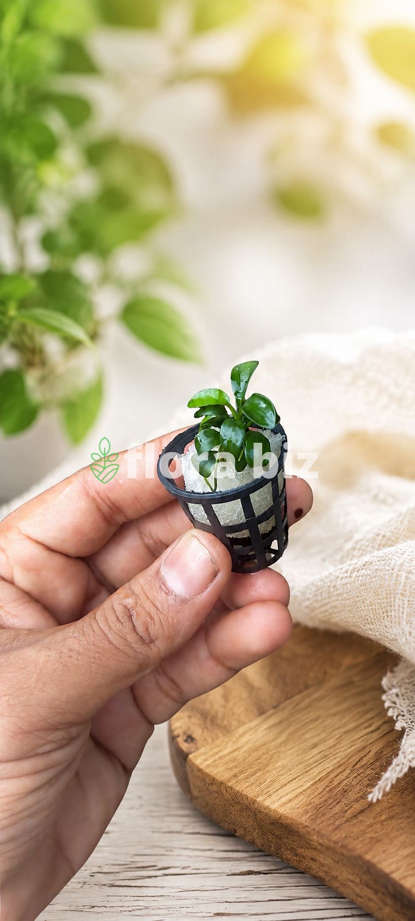 Tiny Anubias Nana Petite in nano aquascape