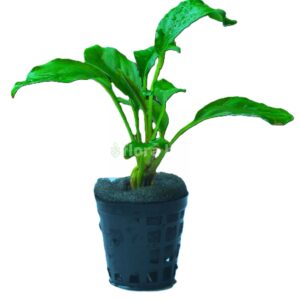 Home Anubias Heterophylla Aquarium Plant (Congo Anubias) live aquarium plant with large deep green leaves attached to driftwood, sold by Florabiz Kozhikode