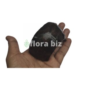 Home florabiz coco arc natural curved coconut shell aquarium decor java moss anubias bucephalandra epiphyte planted tank aquascape florabiz