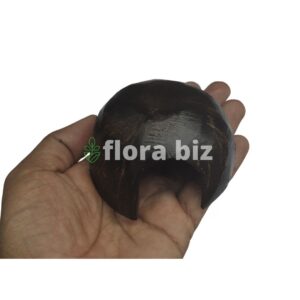 Home florabiz coco cave natural coconut shell cave fish shrimp breeding cave aquatic plants aquascape aquarium decor florabiz