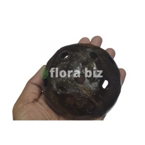 Home florabiz coco shrimp hole natural coconut shell holes shrimp shelter plant base freshwater shrimp tank aquarium decor florabiz